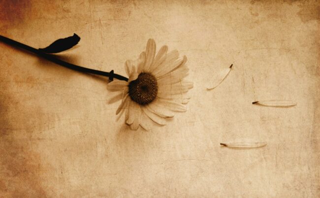 Flower Sepia